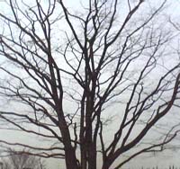 fuyu.tree.jpg
