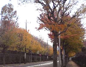 namiki01.jpg